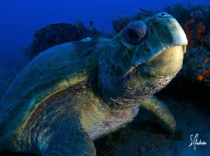 This image of a Loggerhead Turtle was taken during a dive... by Steven Anderson 